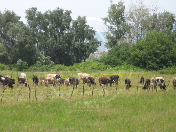 photo yassinejijel8 070.jpg